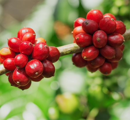 What are Peaberry Coffee Beans?