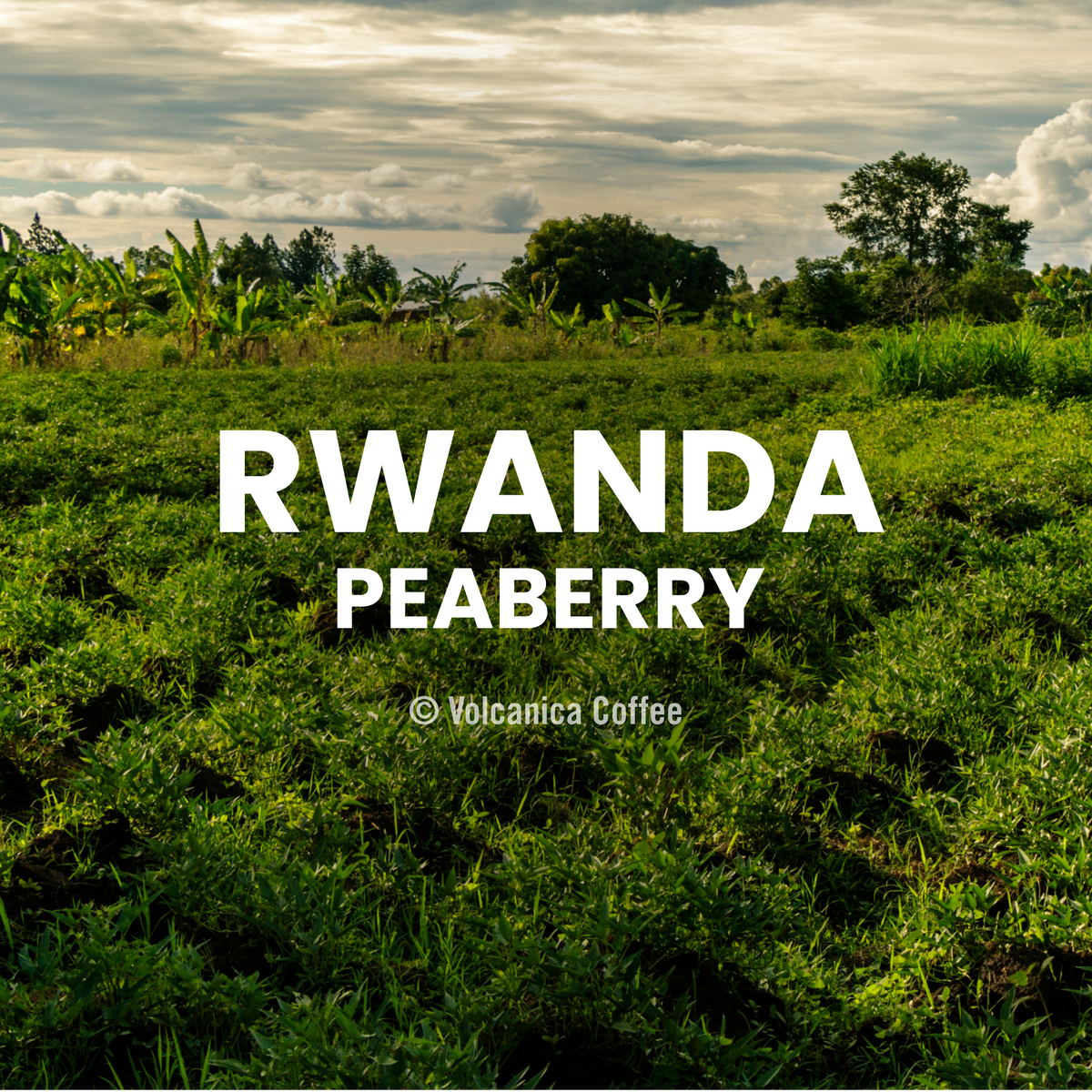 Rwanda Peaberry Coffee
