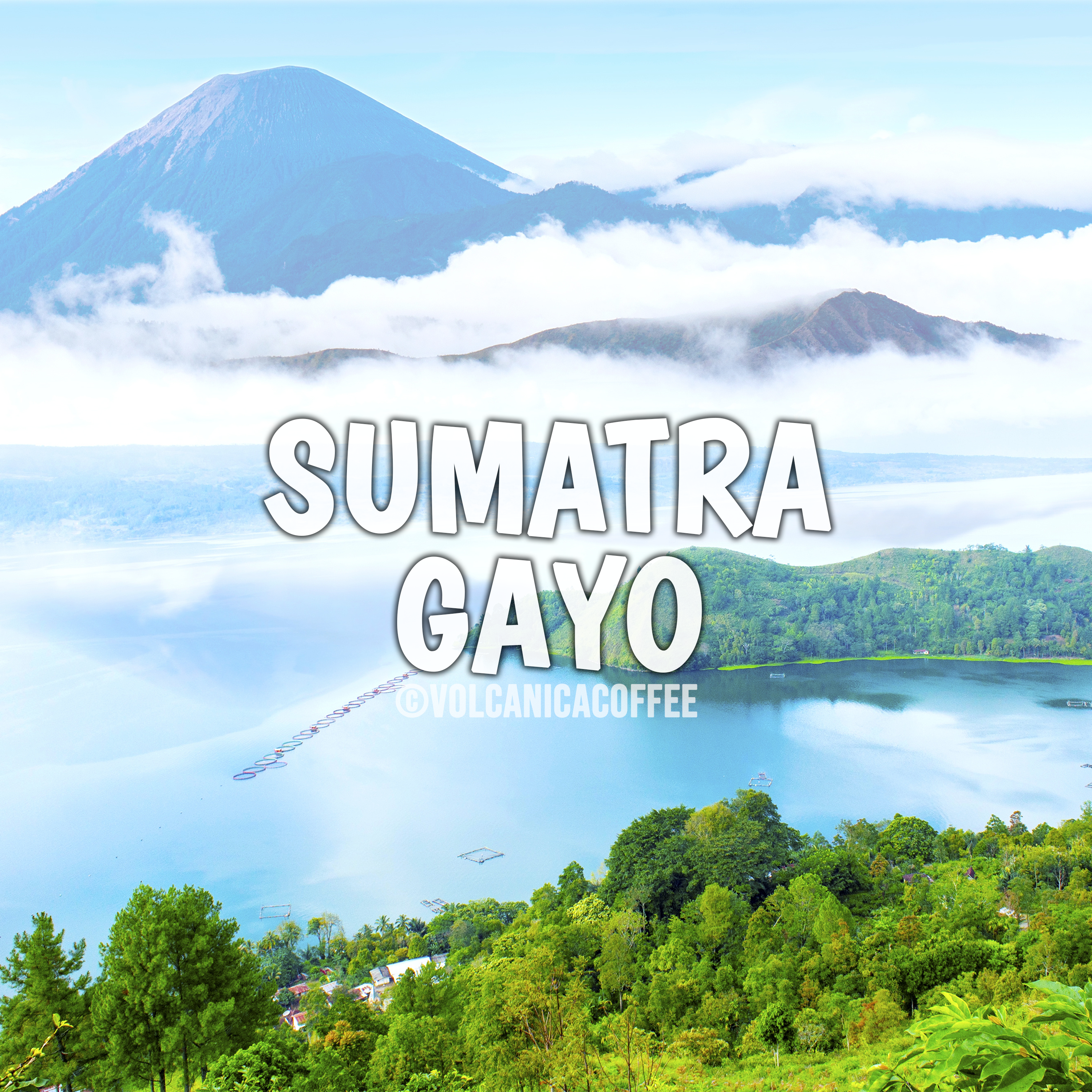 Organic Gayo Mountain Sumatra