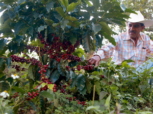 History of Coffee in Mexico