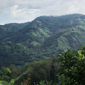 Coffee in Costa Rica
