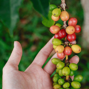 Where to Buy Kona Coffee