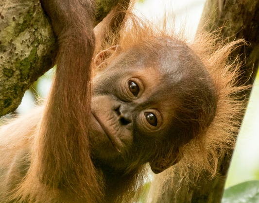 Orangutan Monkey