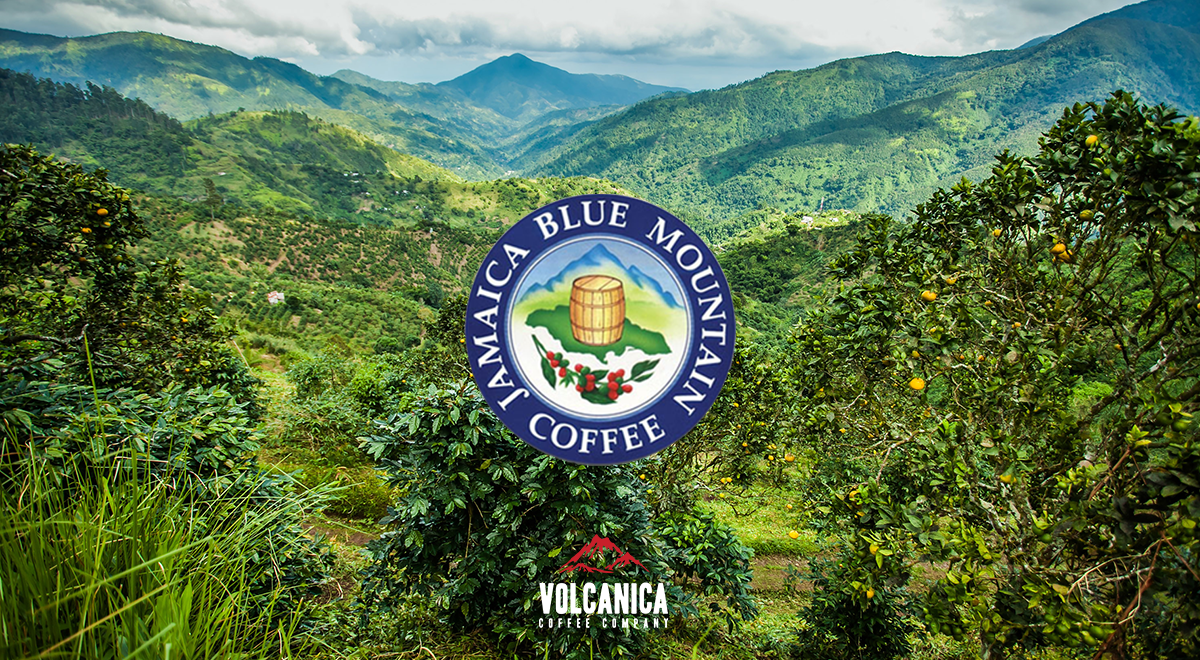 Where to Buy Jamaica Blue Mountain Coffee?