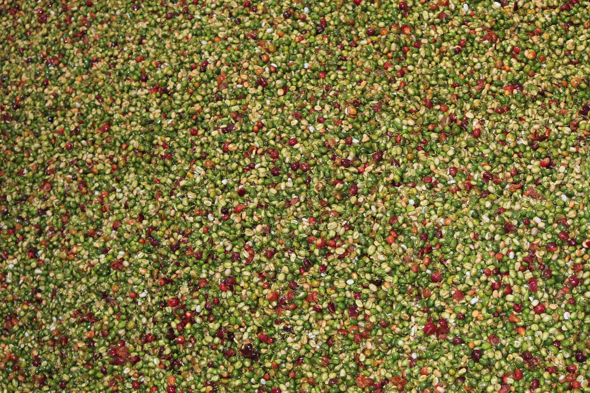 Where to Buy Costa Rican Coffee