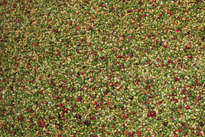Where to Buy Costa Rican Coffee
