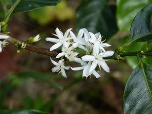 Geisha Costa Rica Coffee