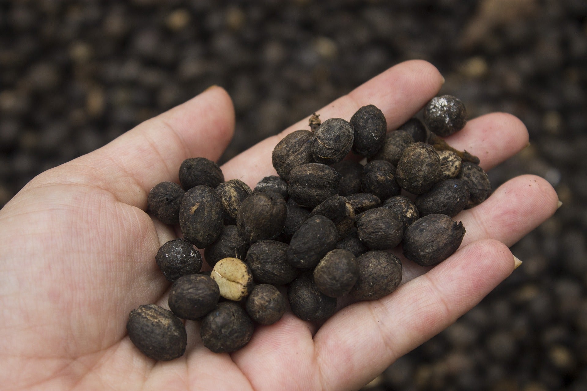6 Steps In Making Wine From Pulp of Coffee Berries