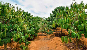 Where to Buy Kona Coffee