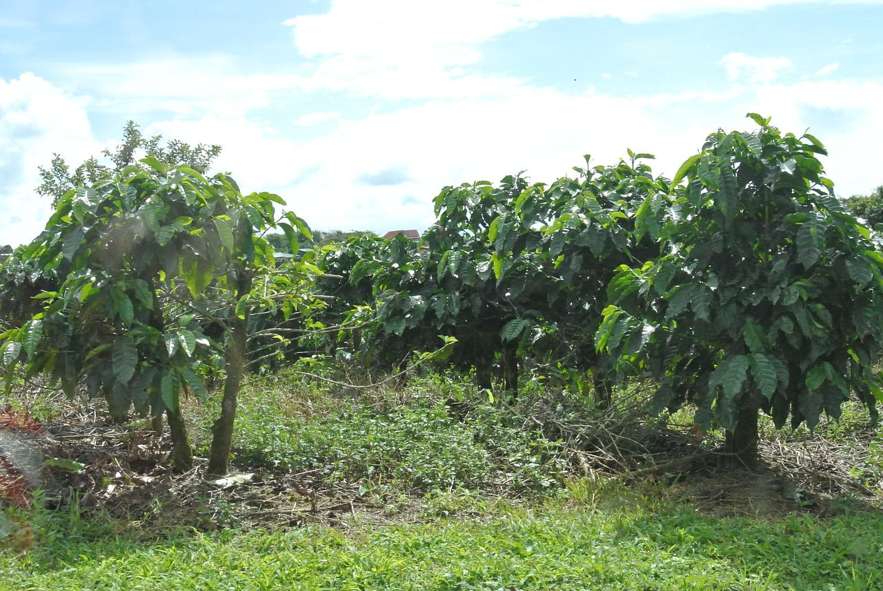 Coffee in Costa Rica