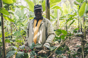Kenyan Coffee