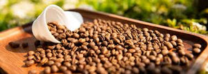Where to Buy Single Origin Coffee