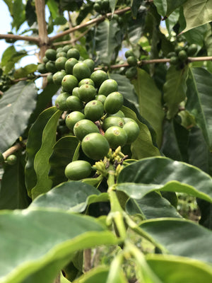 100% Kona Coffee - What Makes It So Unique?