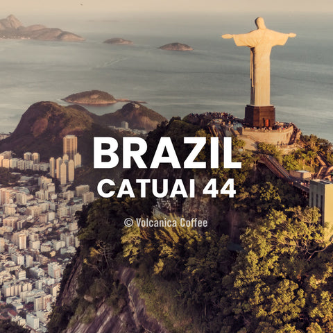 Brazil Catuai 44 Coffee 