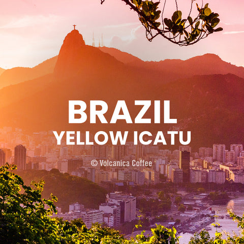 Brazil Yellow Icatu Coffee