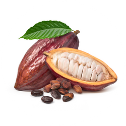 Cacao Icon