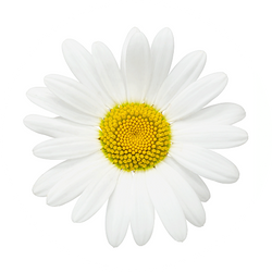 Chamomile Icon