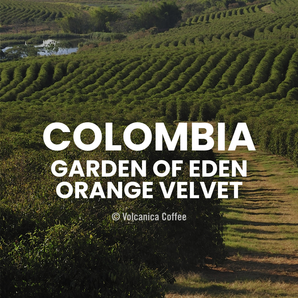 Colombia Private Estate Coffee, Jardines Del Eden Felipe Arcila, Orange Velvet - Volcanica Coffee