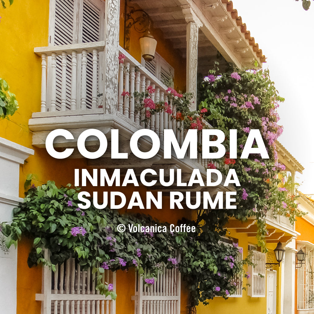 Colombia Sudan Rume, Finca La Inmaculada - Volcanica Coffee