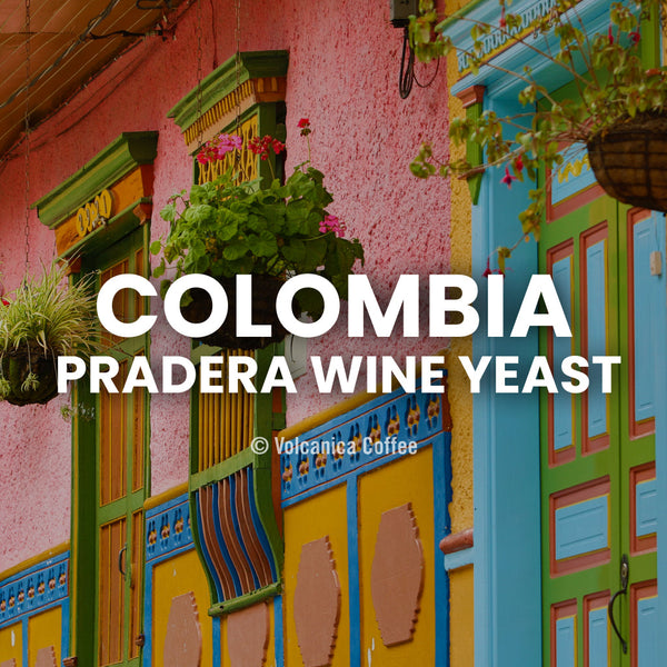 Colombia Wine Yeast Coffee - Volcanica Coffee