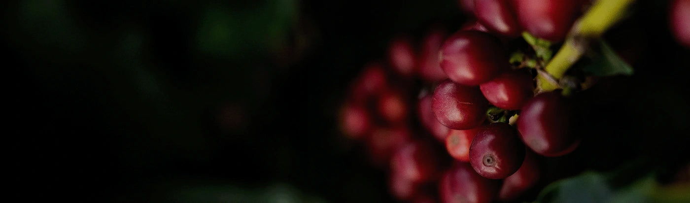 Clear the Shelves Banner