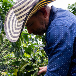 Colombia Coffee Farmers Diofanor Ruiz