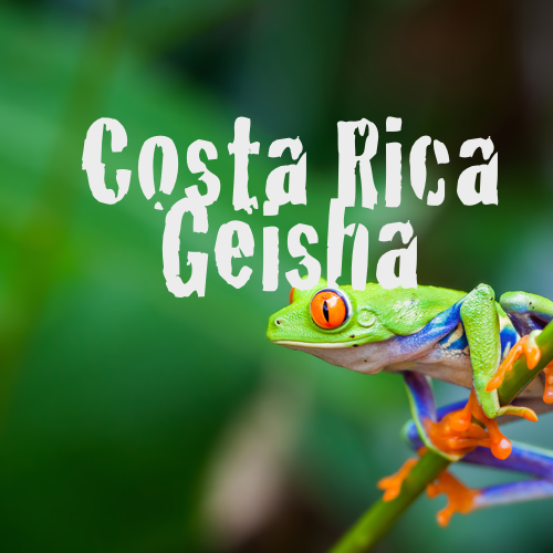Costa Rican Geisha Coffee