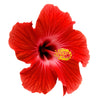 Hibiscus Icon