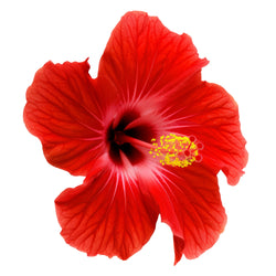 Hibiscus Icon