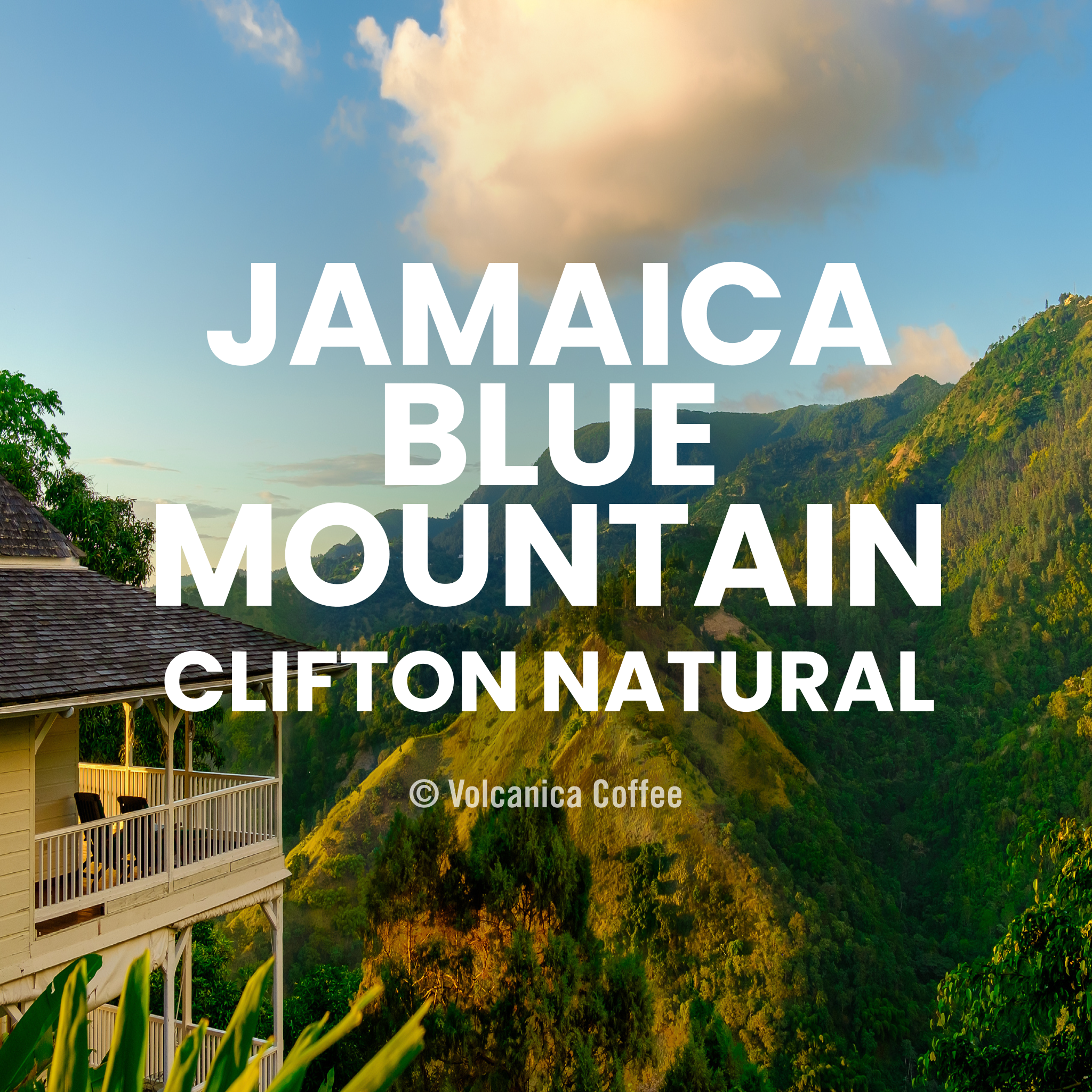 Jamaican Blue Mountain Natural Process Coffee - Clifton Mount Estate