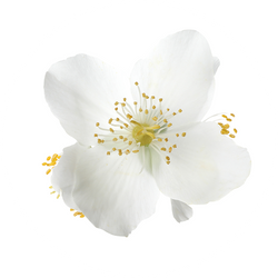 Jasmine Icon