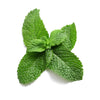 Mint Icon