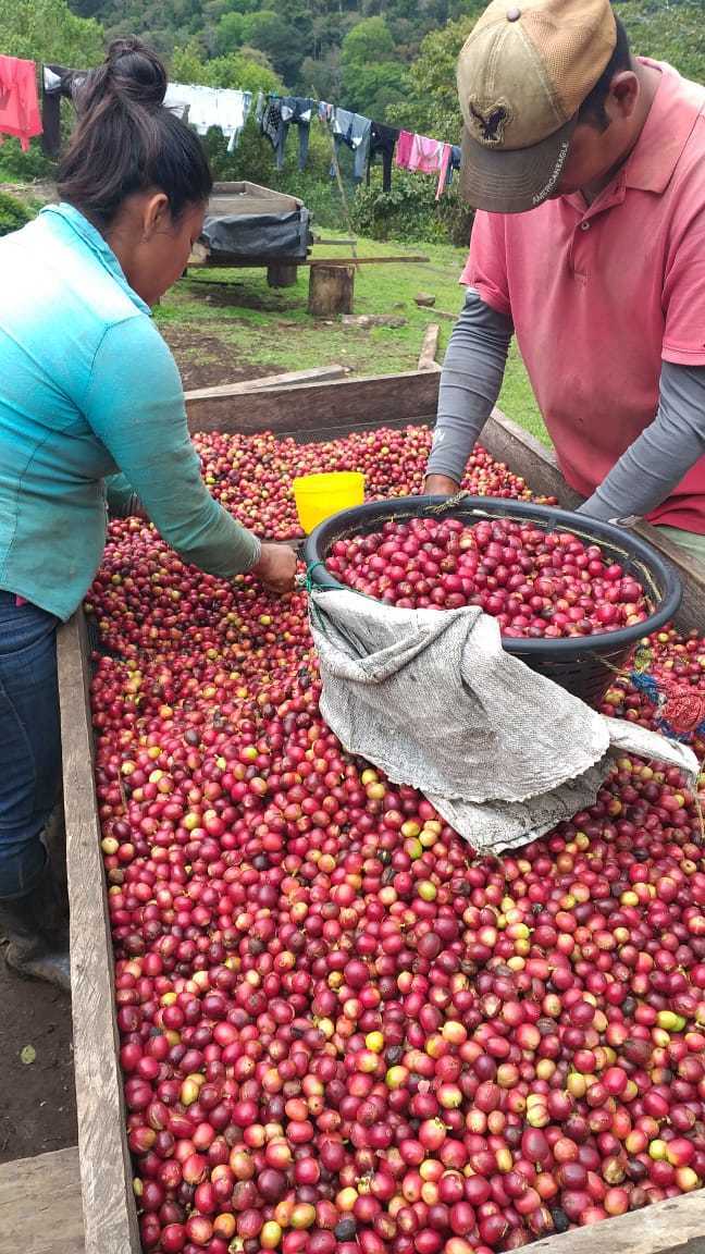 Processing of the coffee cherries 