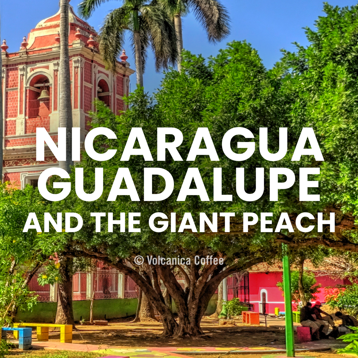 Nicaragua Guadalupe and the Giant Peach Coffee