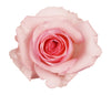 Rose Icon