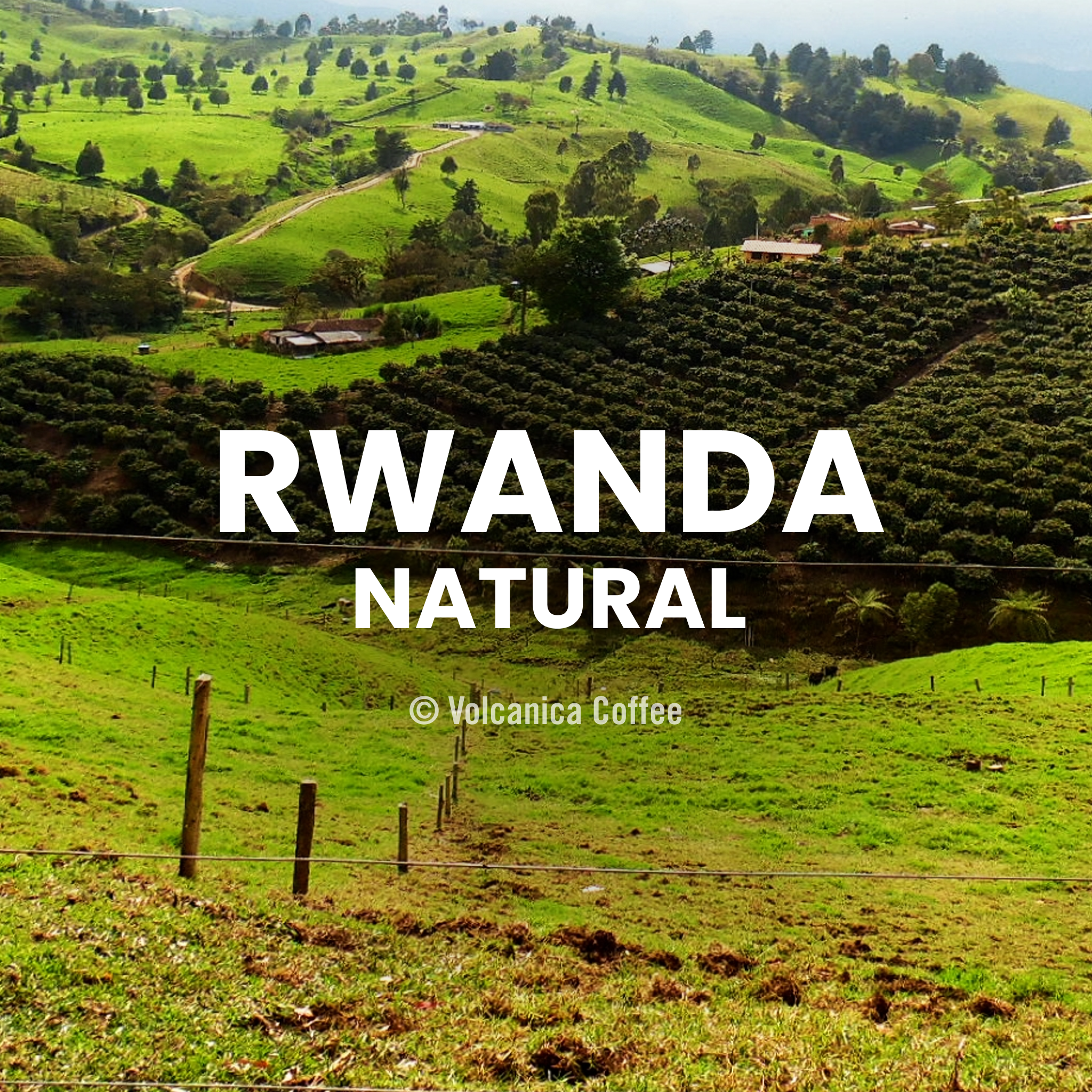 Rwanda Natural Coffee