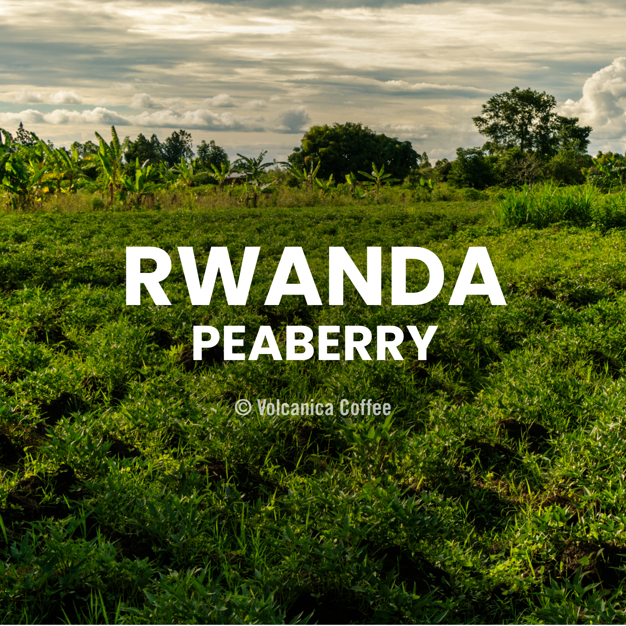 Rwanda Peaberry Coffee