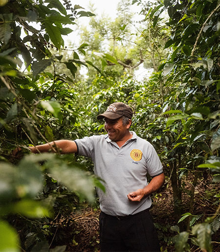 Costa Rica Coffee Plantations