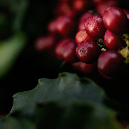 Get 25% Off Select Coffees