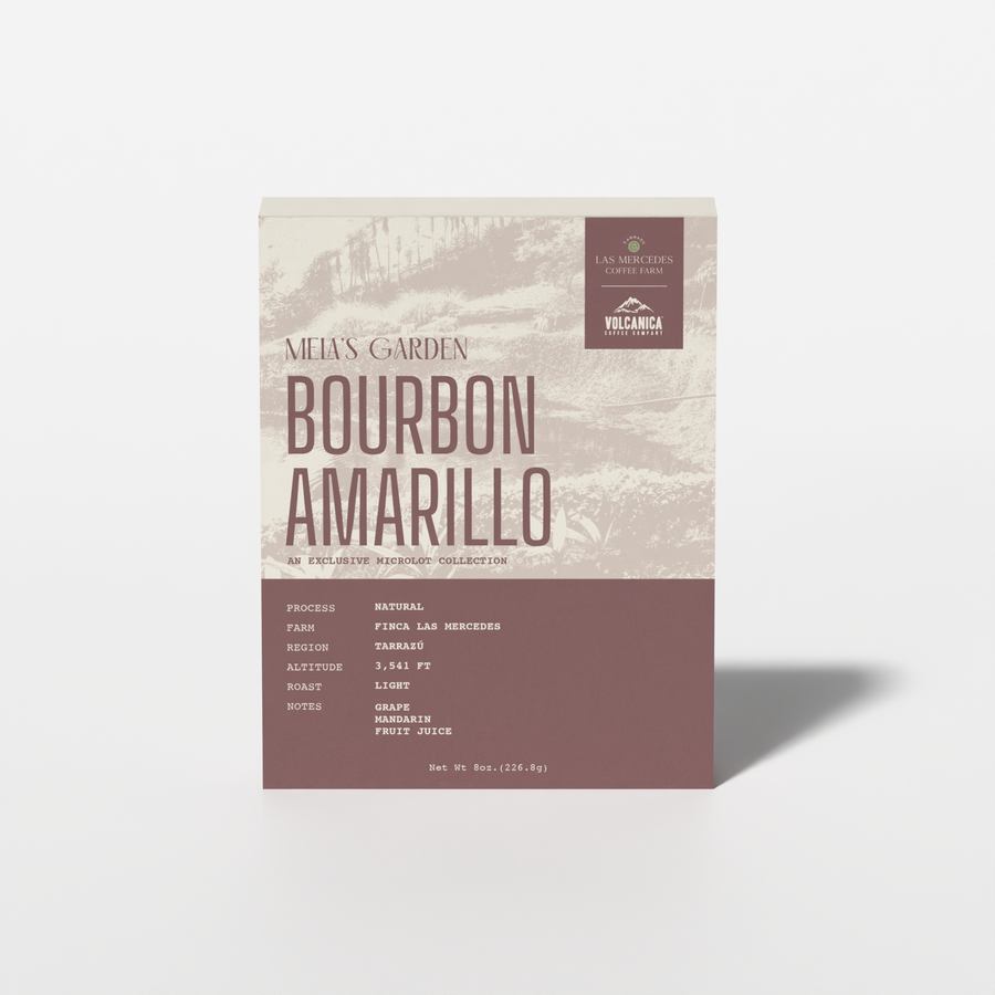 Costa Rica Yellow Bourbon Natural – Finca Las Mercedes