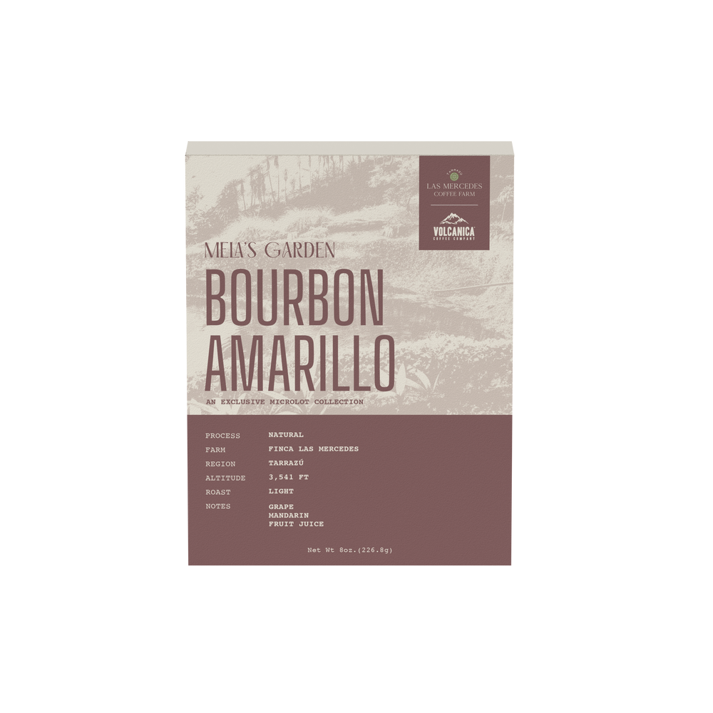 Costa Rica Yellow Bourbon Natural – Finca Las Mercedes