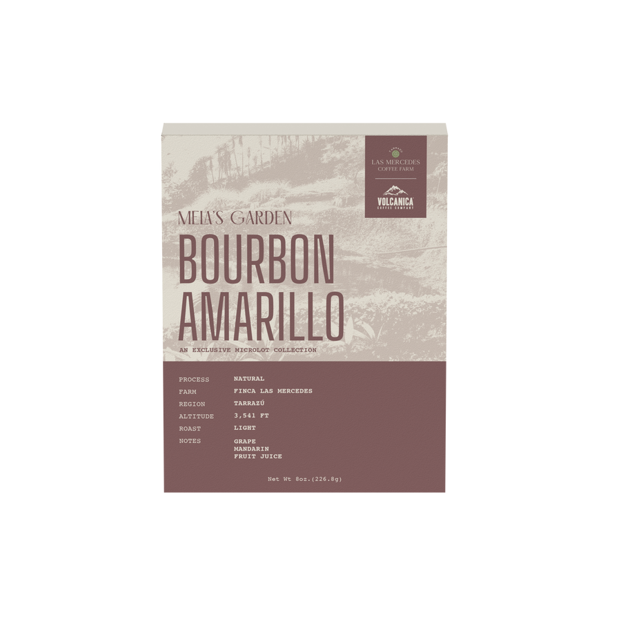 Costa Rica Yellow Bourbon Natural – Finca Las Mercedes