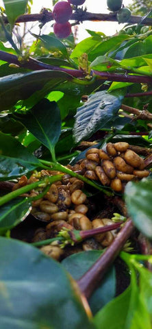 Kopi Luwak Coffee - Free Range Kopi Luwak