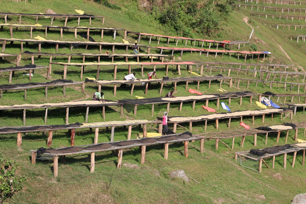 Rwanda Natural Coffee- Volcanica Coffee