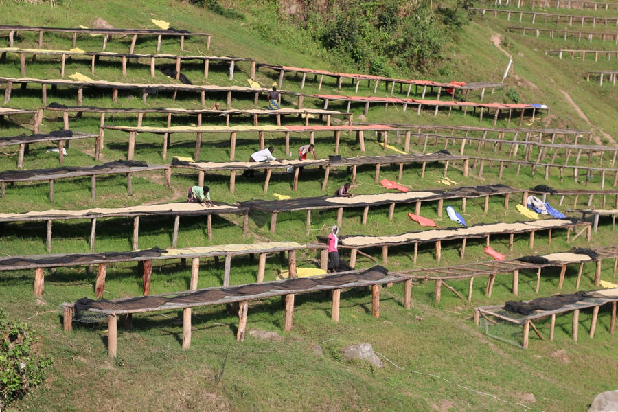 Rwanda Natural Coffee- Volcanica Coffee