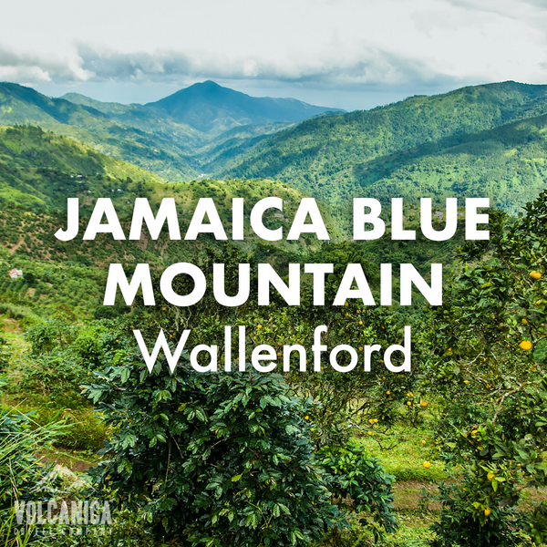 Jamaican Blue Mountain Coffee Beans - Wallenford