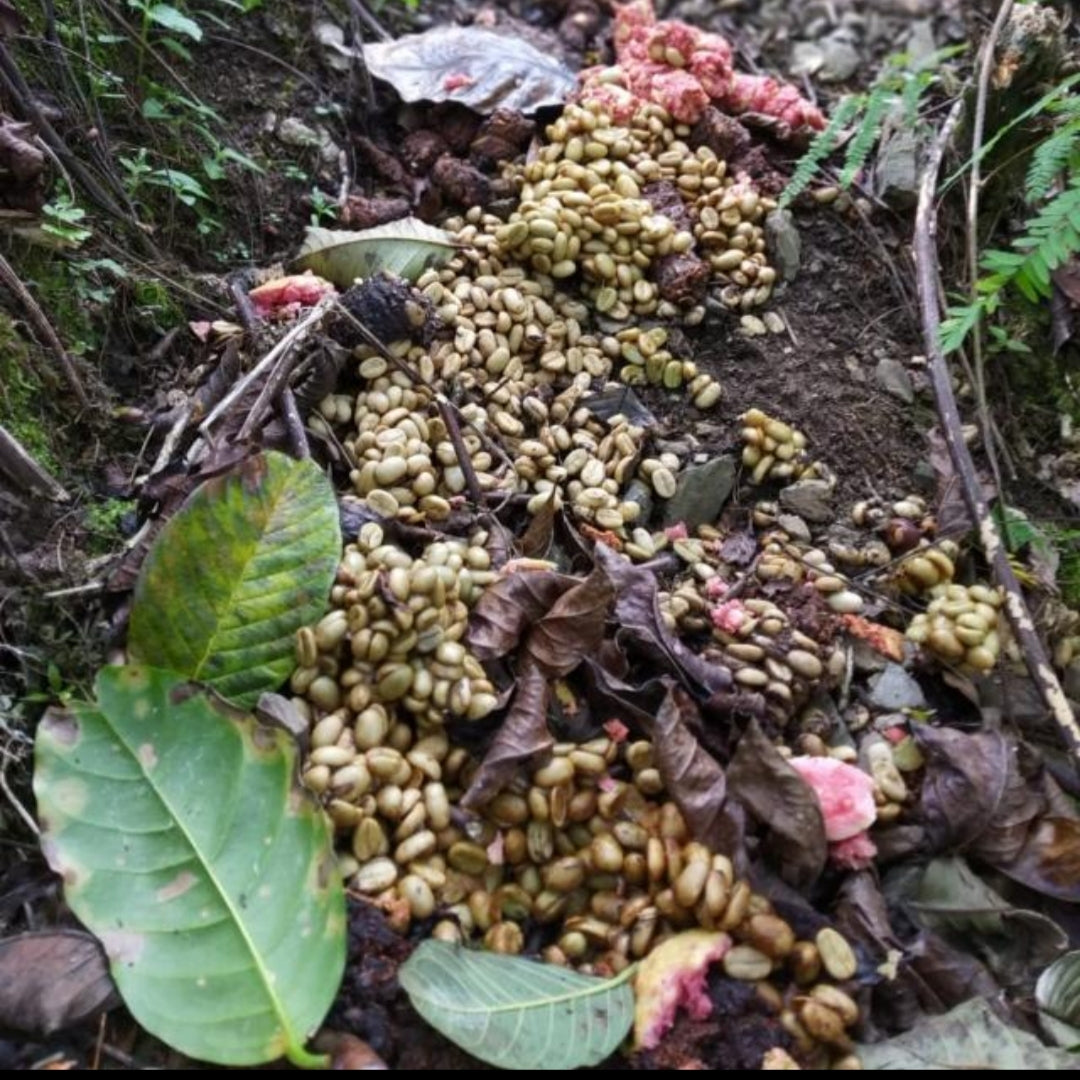 Wild Kopi Luwak Coffee - Free Range Kopi Luwak