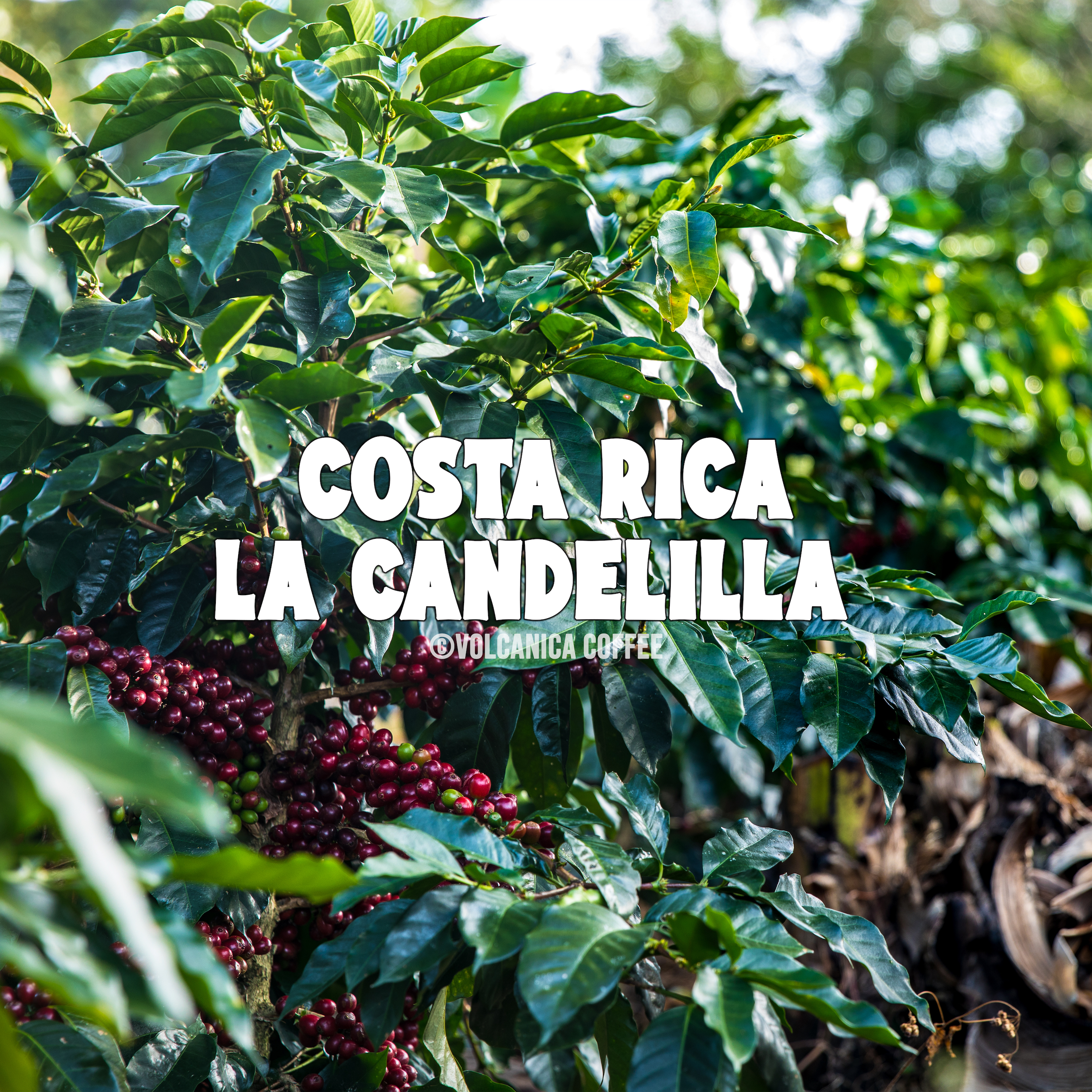 Costa Rica La Candelilla Coffee - Volcanica Coffee