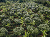 Costa Rica Coffee, Finca Las Mercedes, Washed Process - Volcanica Coffee