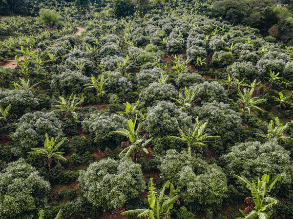 Costa Rica Coffee, Finca Las Mercedes, Washed Process - Volcanica Coffee